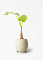 alocasia-705_1.jpg?1780405723