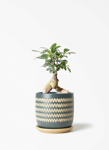 観葉植物 ガジュマル 4号 股仕立て インナ 15 G 付き | 観葉植物なら