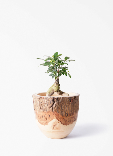観葉植物 ガジュマル 4号 股仕立て Mango Wood(マンゴーウッド