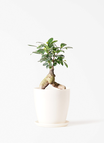 観葉植物 ガジュマル 4号 股仕立て ラスターポット 付き | 観葉植物
