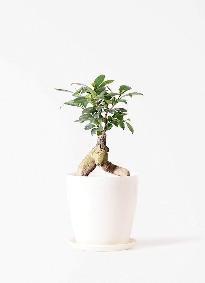 観葉植物 ガジュマル 4号 股仕立て ラスターポット 付き | 観葉植物
