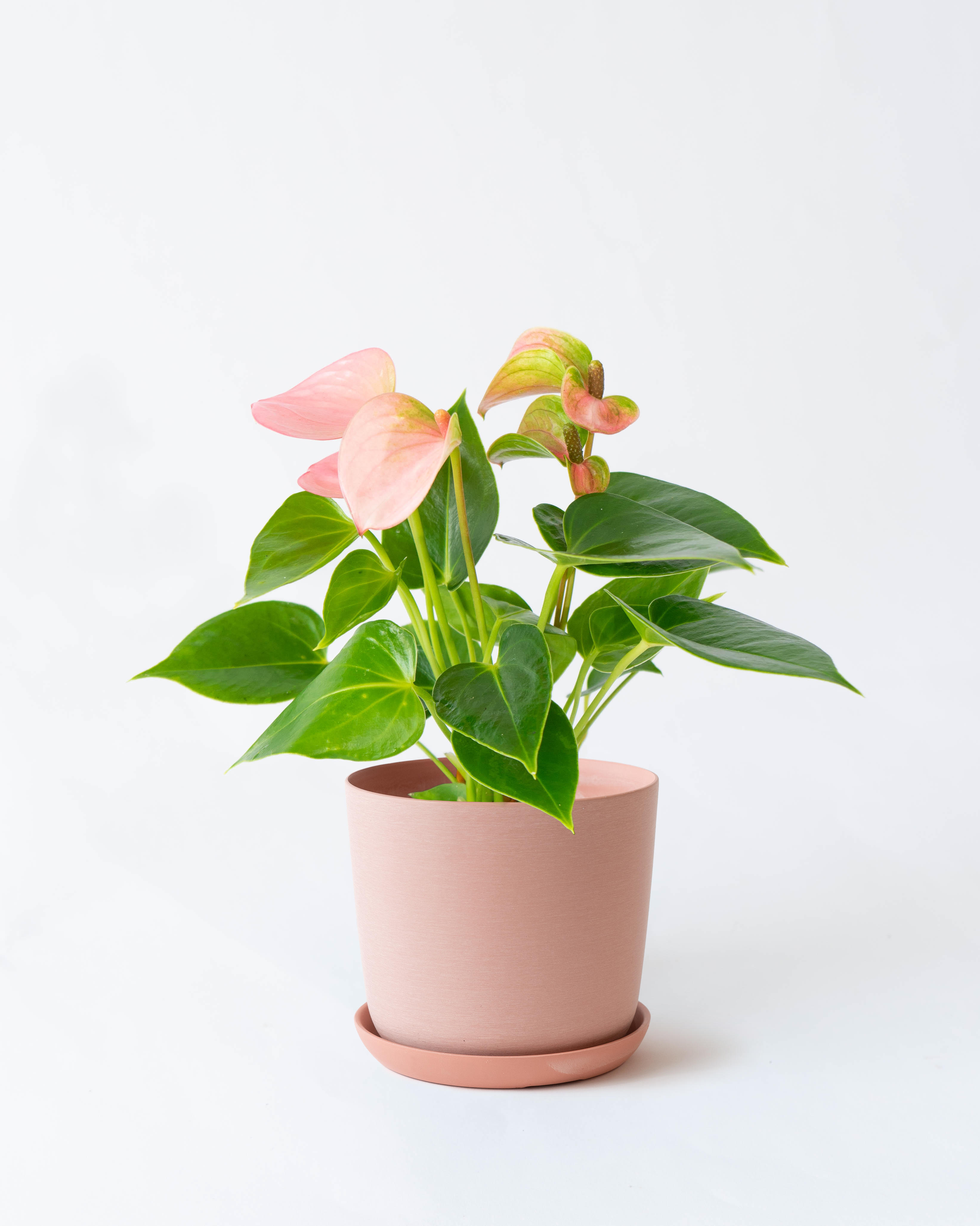 産地直送 観葉植物 アンスリウム ロイヤルピンクチャンピオン 4号
