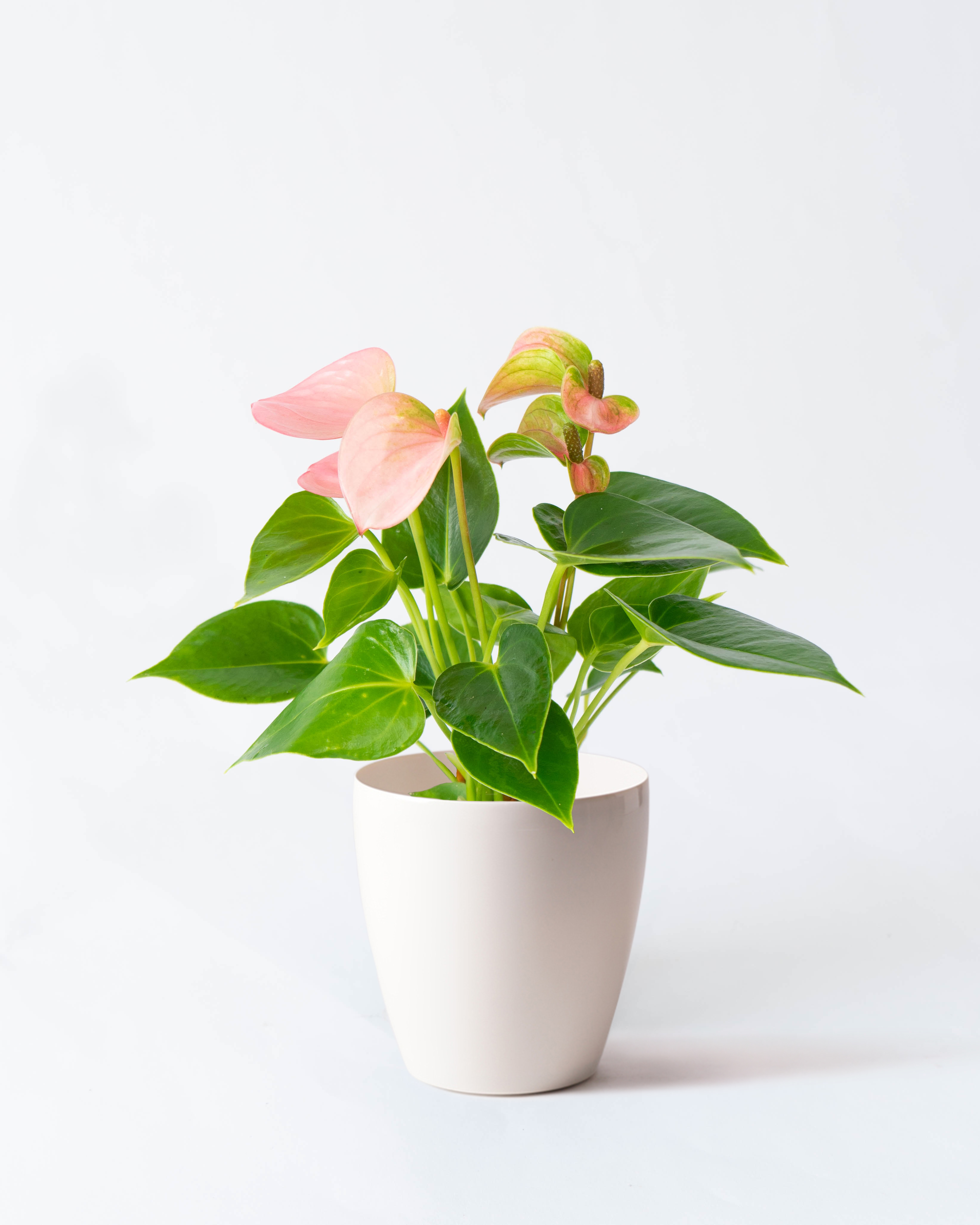 産地直送 観葉植物 アンスリウム ロイヤルチャンピオン 4号 レッド