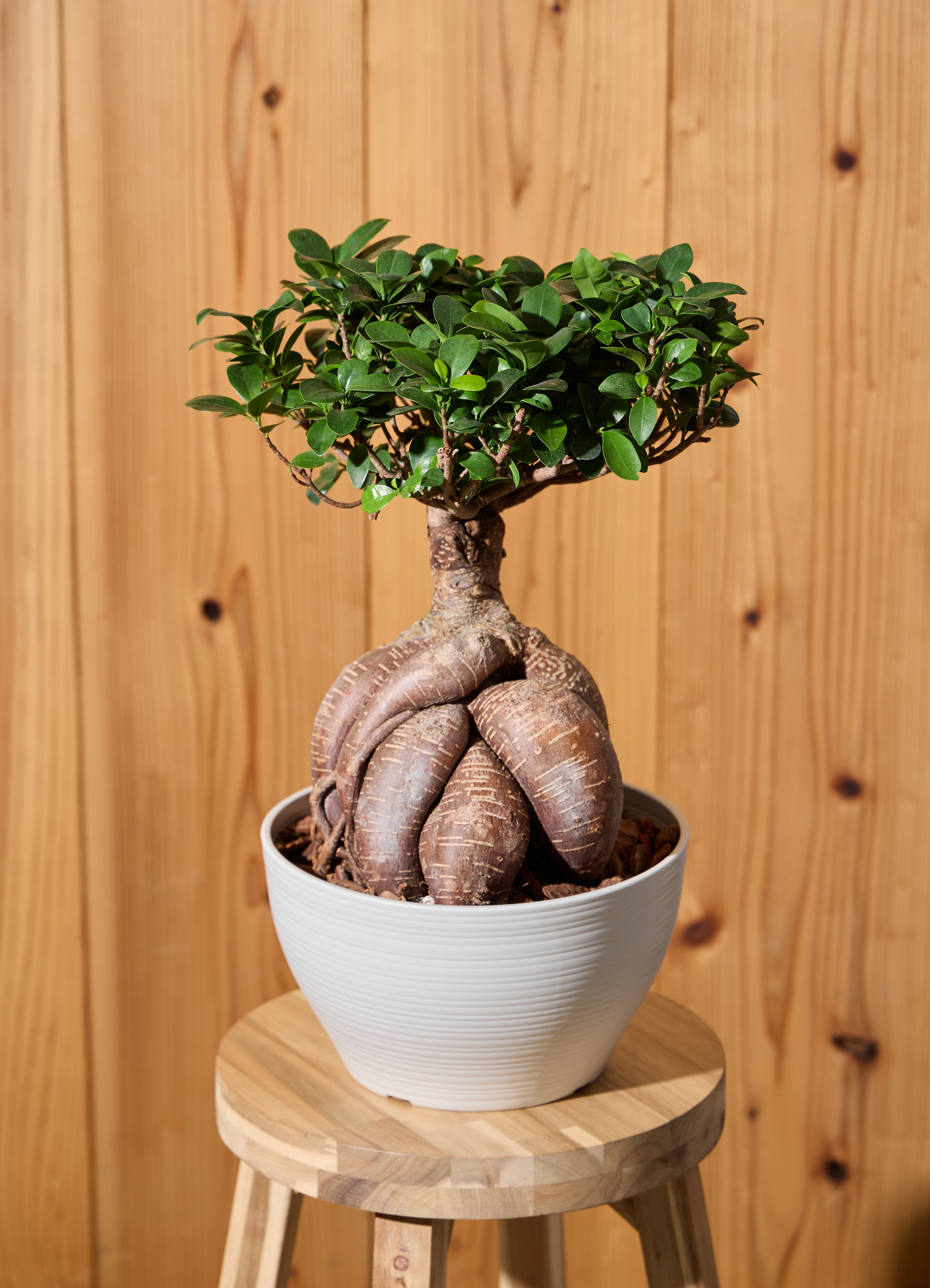 ガジュマル 1点もの（現品・現物） | 観葉植物通販HitoHana(ひとはな)