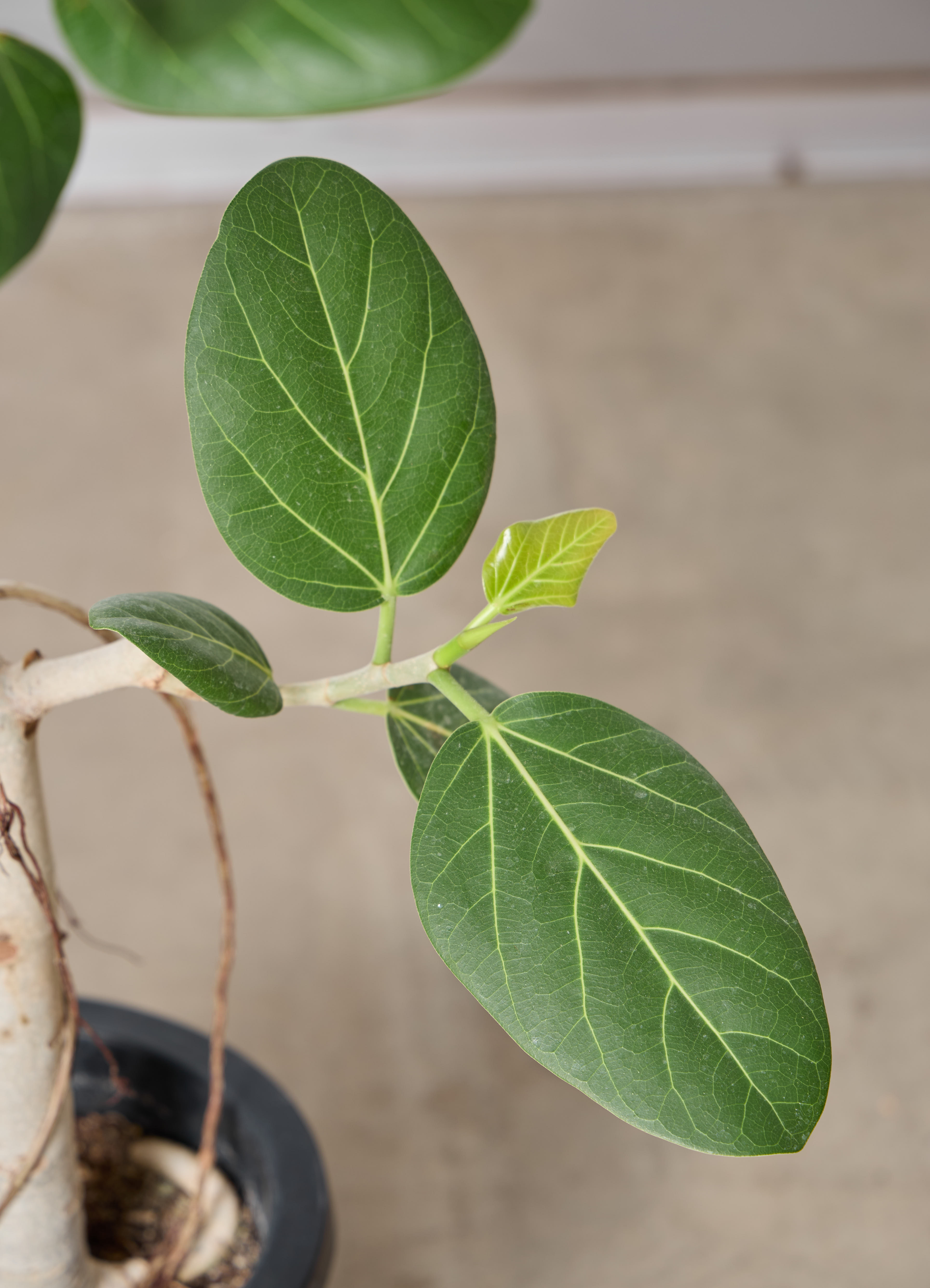観葉植物 フィカス ベンガレンシス 【110cm】 7号 ねじり #72385
