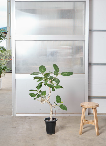 観葉植物 フィカス ベンガレンシス 【110cm】 7号 ねじり #72385