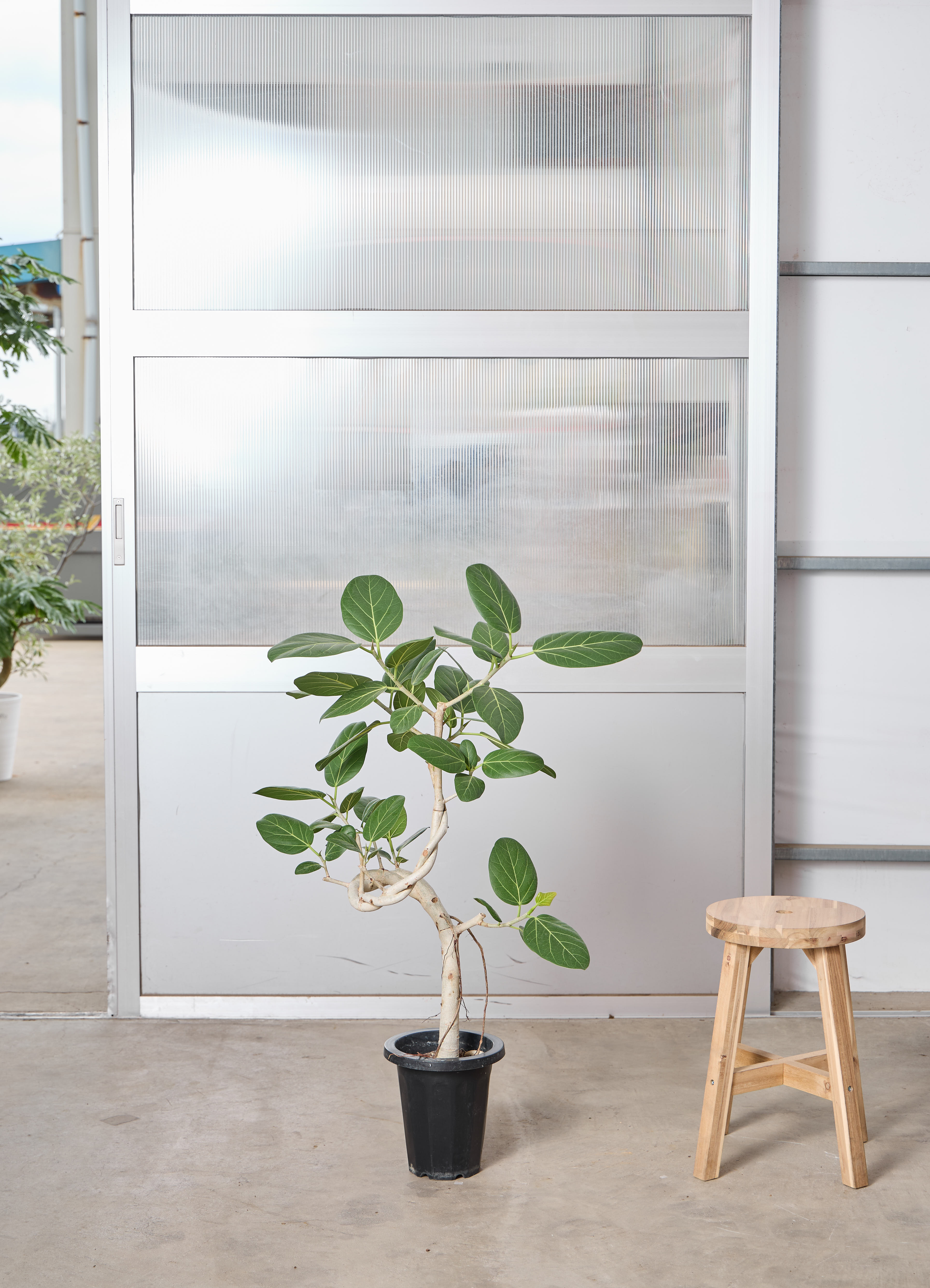 フィカス ベンガレンシス 1点もの（現品・現物） | 観葉植物 | 送料