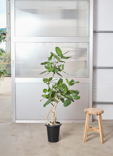 観葉植物 フィカス ベンガレンシス 【135cm】 8号 曲り #72386 | 観葉