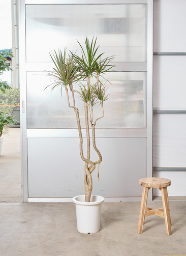 観葉植物 ドラセナ コンシンネ 【170cm】 9号 曲り（龍） トリカラー