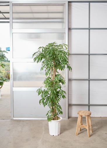 観葉植物 シェフレラ（カポック） 【190cm】 10号 寄せ #72391 ※1都3県