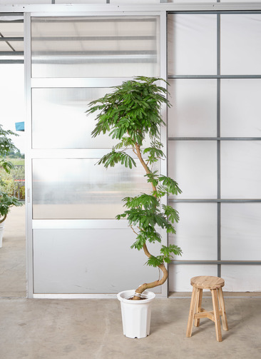 観葉植物 エバーフレッシュ 【220cm】 10号 曲り #72390 ※1都3県配送