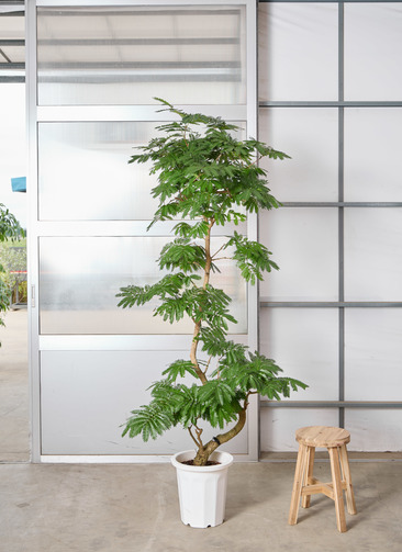 観葉植物 エバーフレッシュ 【220cm】 10号 曲り #72384 ※1都3県配送