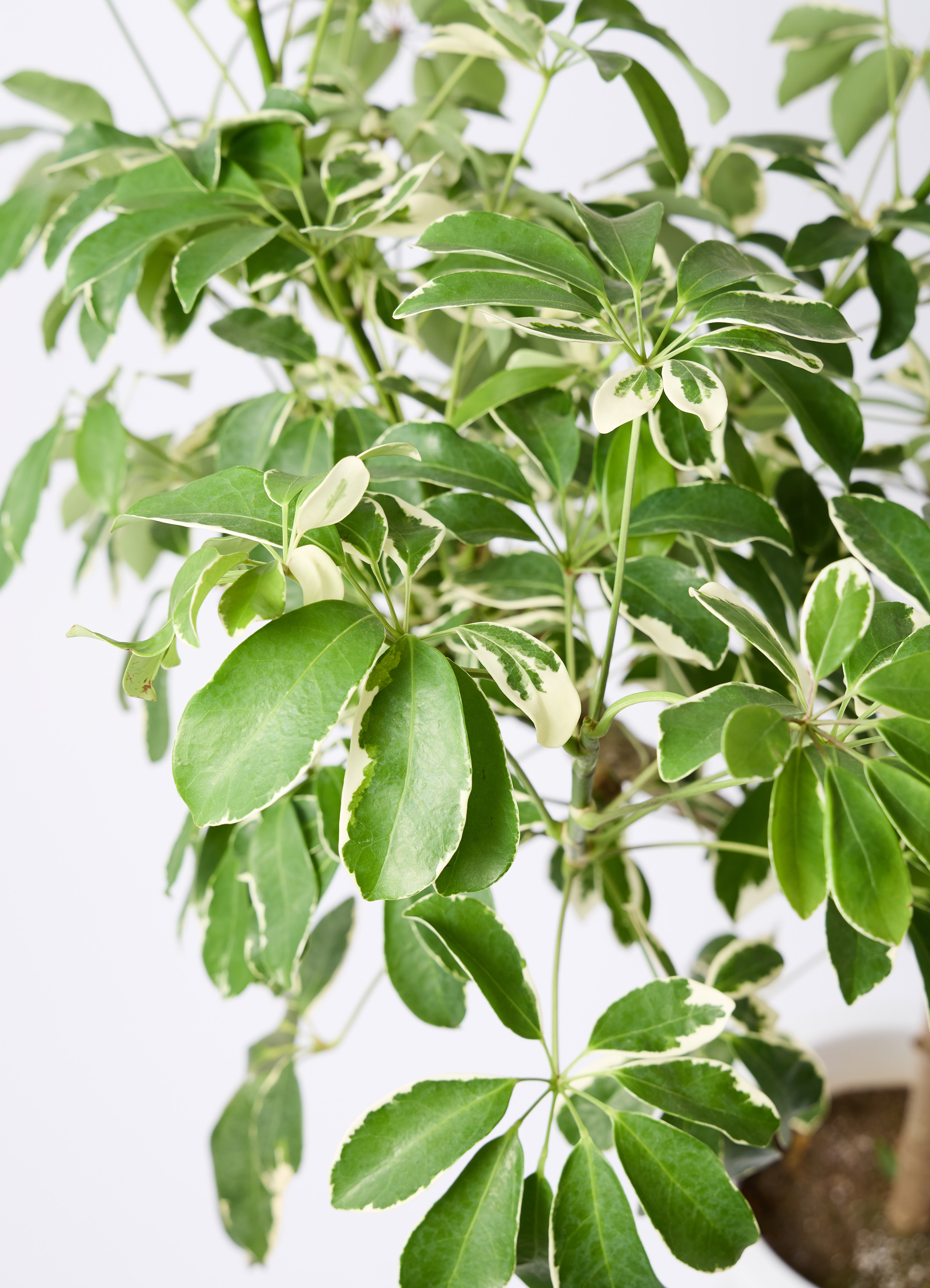 観葉植物 シェフレラ（カポック） 8号 斑入り 朴 プラスチック鉢