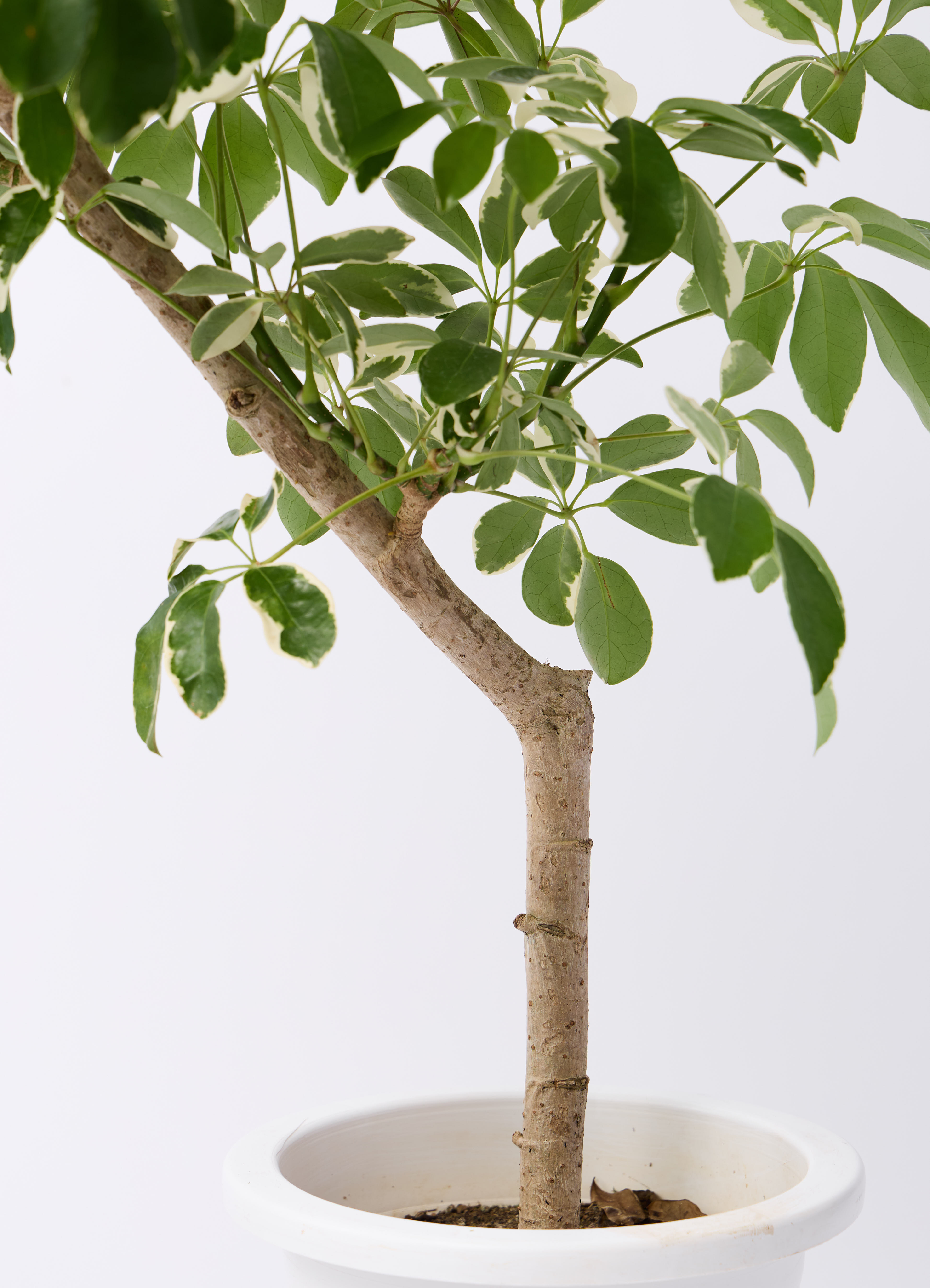 観葉植物 シェフレラ（カポック） 8号 斑入り 朴 プラスチック鉢