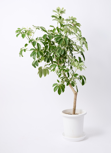 観葉植物 シェフレラ（カポック） 8号 斑入り 朴 プラスチック鉢