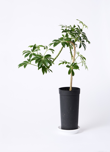 観葉植物 シェフレラ コンパクタ 3.5号 ロング 曲り プラスチック鉢