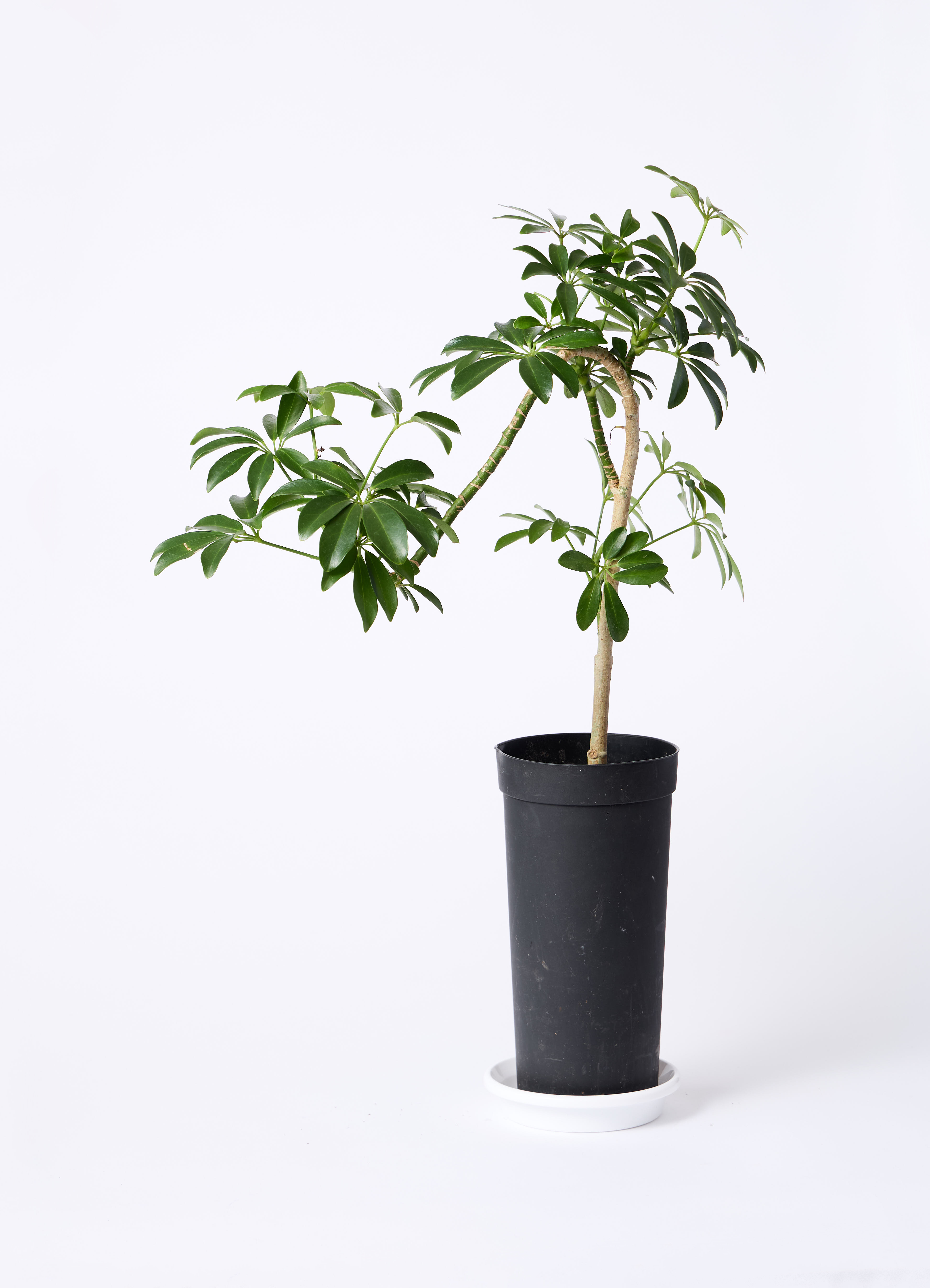 観葉植物 シェフレラ コンパクタ 3.5号 ロング 曲り プラスチック鉢