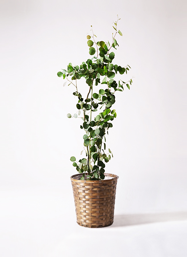 ユーカリ 8号 | 観葉植物 | インテリアやギフトに - Hitohana（ひとはな）