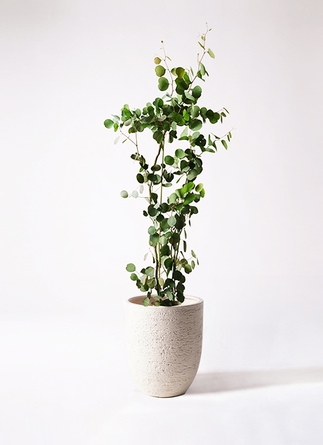 ユーカリ 8号 | 通販専門店 HitoHana（ひとはな）