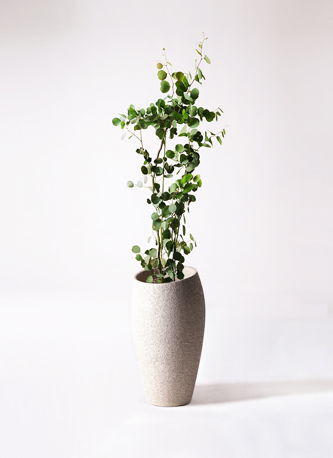 観葉植物 ユーカリ 8号 ポポラス（ポリアンセモス） ベータ キューブ