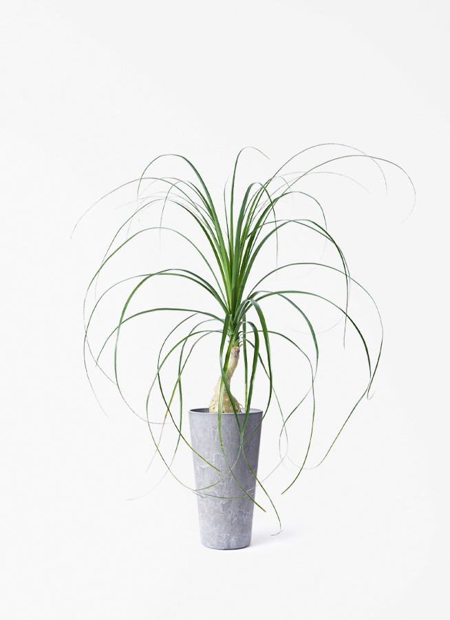 観葉植物 トックリラン 3.5号 ロング プラスチック鉢 | 観葉植物なら