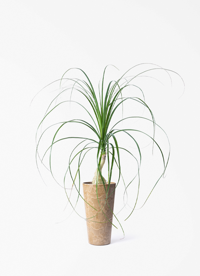 観葉植物 トックリラン 3.5号 ロング アートストーン トールラウンド