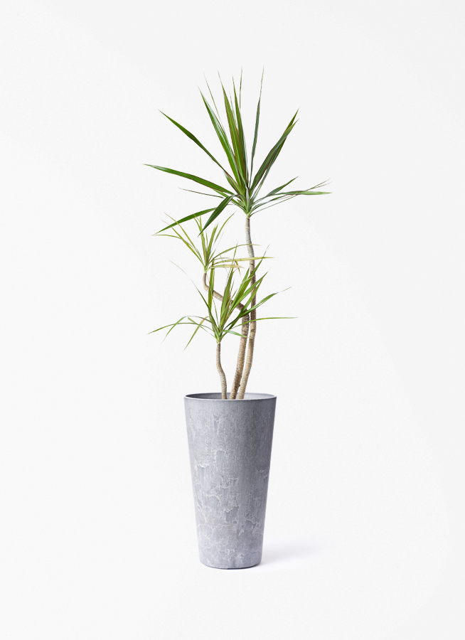 観葉植物 ドラセナ コンシンネ 3.5号 ロング トリカラー プラスチック