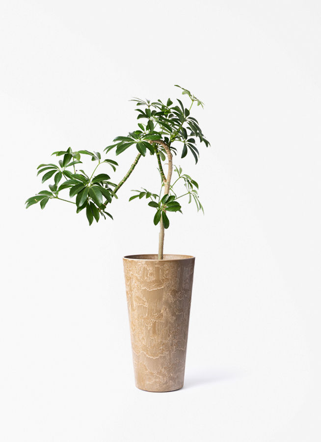 観葉植物 シェフレラ コンパクタ 3.5号 ロング 曲り プラスチック鉢