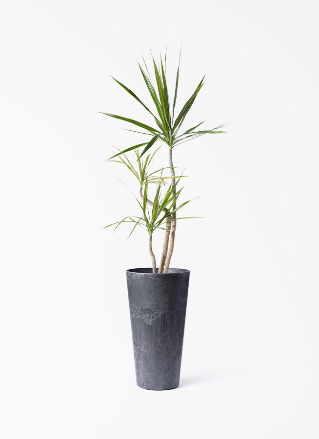 観葉植物 ドラセナ コンシンネ 3.5号 ロング トリカラー プラスチック