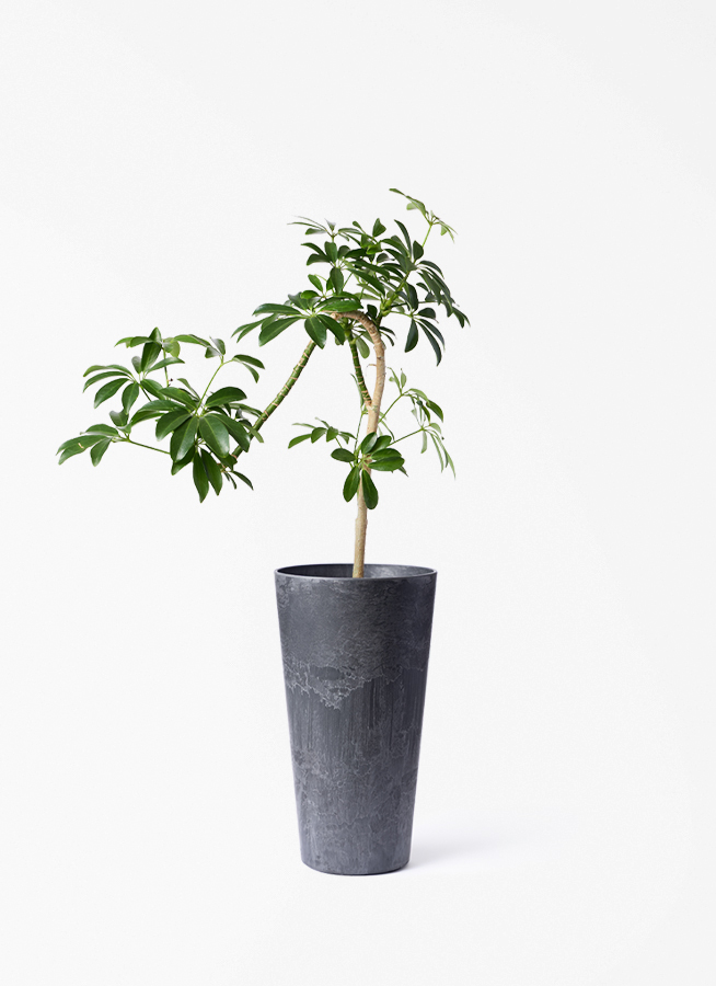 観葉植物 シェフレラ コンパクタ 3.5号 ロング 曲り プラスチック鉢