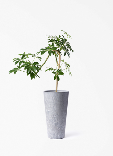 観葉植物 シェフレラ コンパクタ 3.5号 ロング 曲り アートストーン