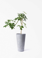 観葉植物 シェフレラ コンパクタ 3.5号 ロング 曲り アートストーン