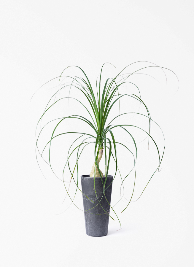 観葉植物 トックリラン 3.5号 ロング プラスチック鉢 | 観葉植物なら
