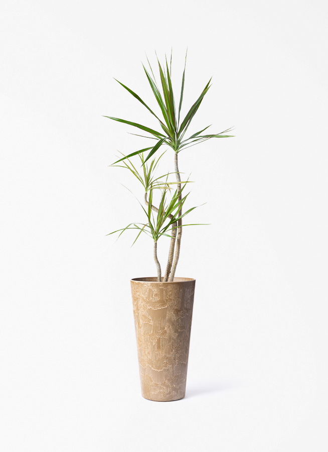 観葉植物 ドラセナ コンシンネ 3.5号 ロング トリカラー プラスチック
