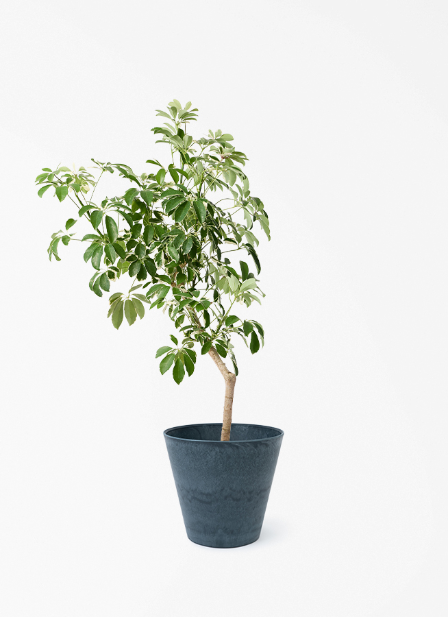 観葉植物 シェフレラ（カポック） 8号 斑入り 朴 プラスチック鉢