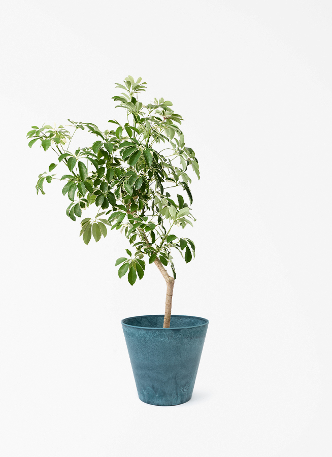 観葉植物 シェフレラ（カポック） 8号 斑入り 朴 プラスチック鉢