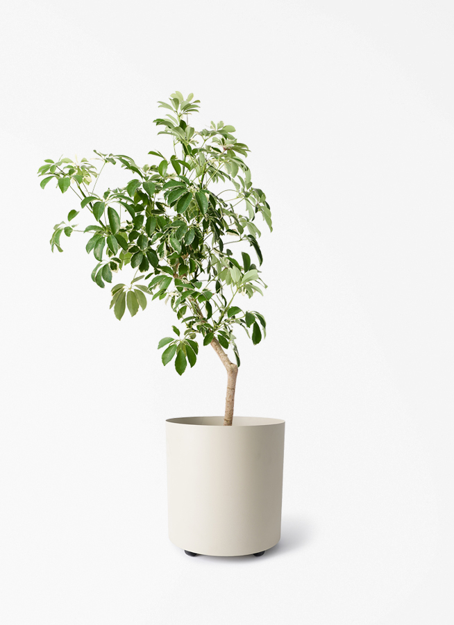 観葉植物 シェフレラ（カポック） 8号 斑入り 朴 プラスチック鉢