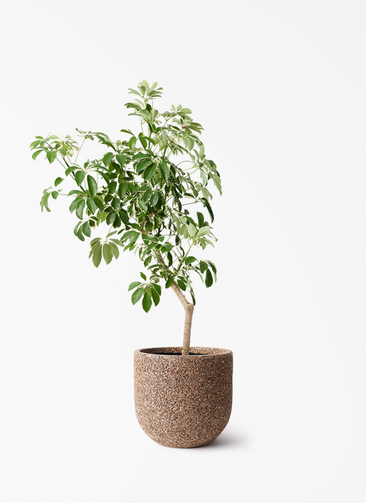 観葉植物 シェフレラ（カポック） 8号 斑入り 朴 プラスチック鉢