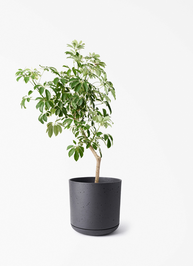 観葉植物 シェフレラ（カポック） 8号 斑入り 朴 プラスチック鉢