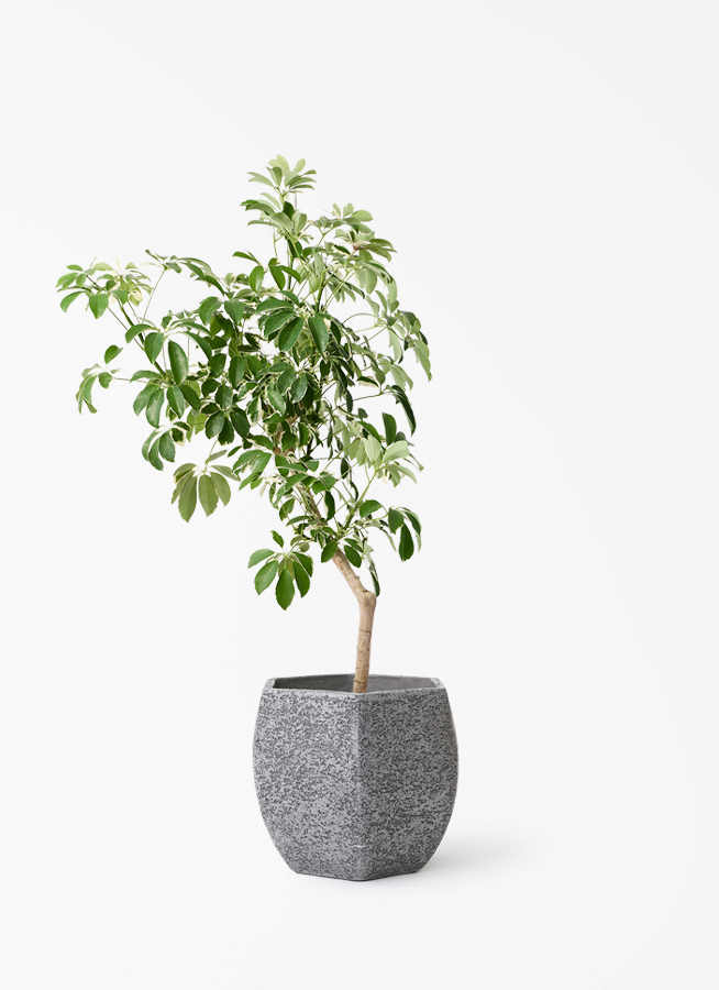希少 シェフレラ・グランディ 斑入り 8号鉢　陶器鉢観葉植物 calm cafe kapok-1216_1.jpg?1782090577