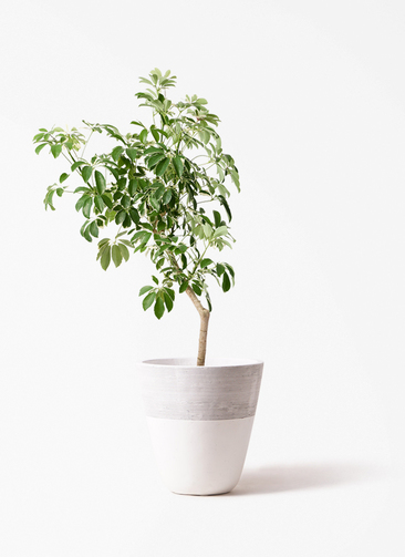 希少 シェフレラ・グランディ 斑入り 8号鉢　陶器鉢観葉植物 calm cafe 観葉植物 シェフレラ（カポック） 8号 斑入り 朴 プラスチック鉢