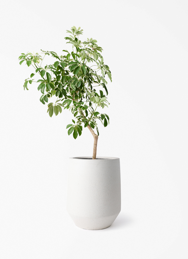 観葉植物 シェフレラ（カポック） 8号 斑入り 朴 プラスチック鉢 パボ