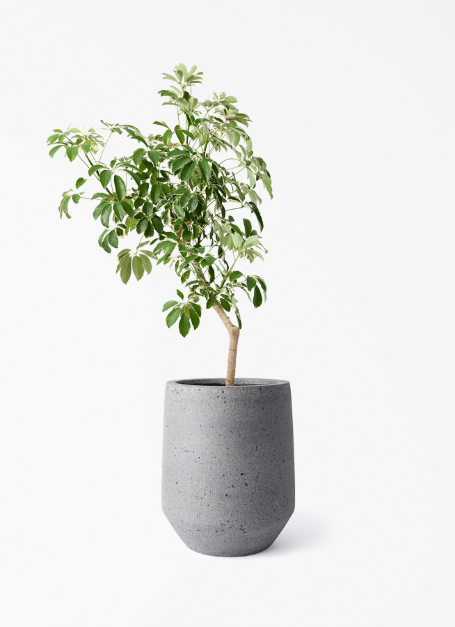 観葉植物 シェフレラ（カポック） 8号 斑入り 朴 プラスチック鉢 パボ