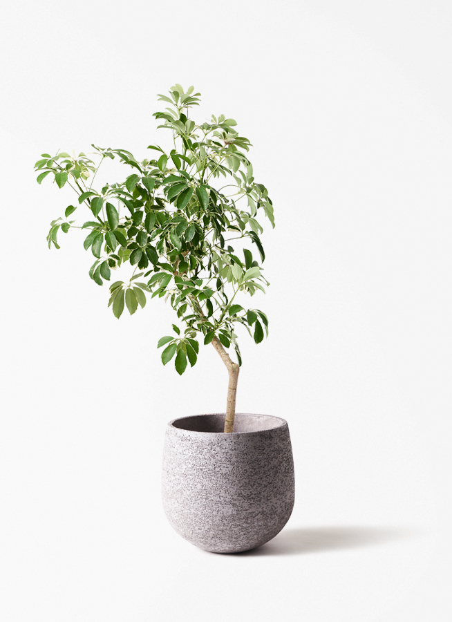 観葉植物 シェフレラ（カポック） 8号 斑入り 朴 プラスチック鉢 Eco