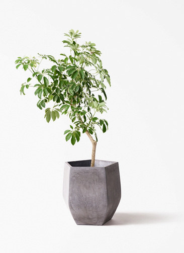 観葉植物 シェフレラ（カポック） 8号 斑入り 朴 プラスチック鉢