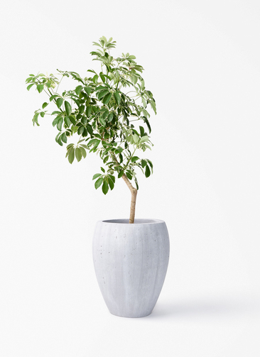 観葉植物 シェフレラ（カポック） 8号 斑入り 朴 プラスチック鉢