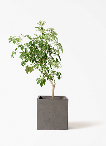 kapok-1181_1.jpg?1782090630
