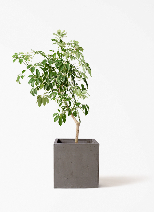 観葉植物 シェフレラ（カポック） 8号 斑入り 朴 プラスチック鉢