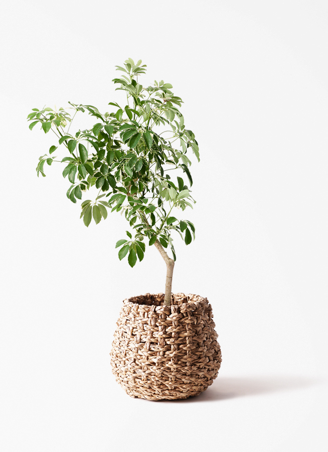 観葉植物 シェフレラ（カポック） 8号 斑入り 朴 プラスチック鉢