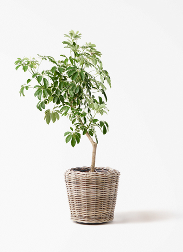 観葉植物 シェフレラ（カポック） 8号 斑入り 朴 プラスチック鉢 モン